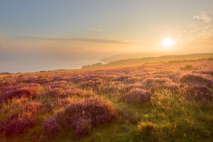 Exmoor